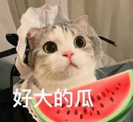 娱乐吃瓜君猫咪瘫痪,娱乐吃瓜君带你揭秘背后的故事